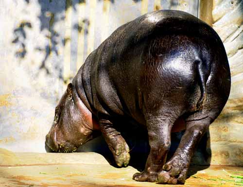 カバのお尻 1月4日 上野動物園にて シニアデジカメギャラリー カバのお尻 1月4日 上野動物園にて シニアデジカメギャラリー