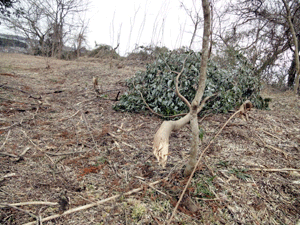 f0232920_1521129.gif