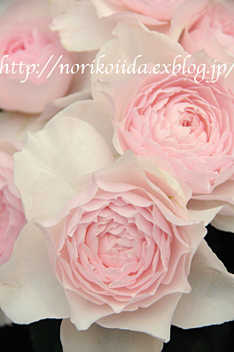 Modern Rose 116＊みさき_d0086230_1062996.jpg