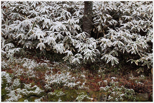 松平郷園地　雪模様_e0077631_18432670.jpg