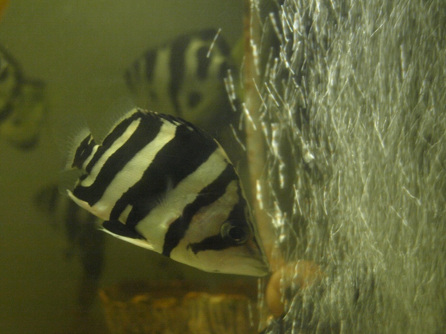 b0188042_515856.jpg