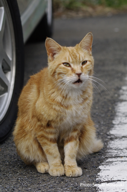 その真っ直ぐに語りかける茶とら猫に。。_b0174465_6343329.jpg