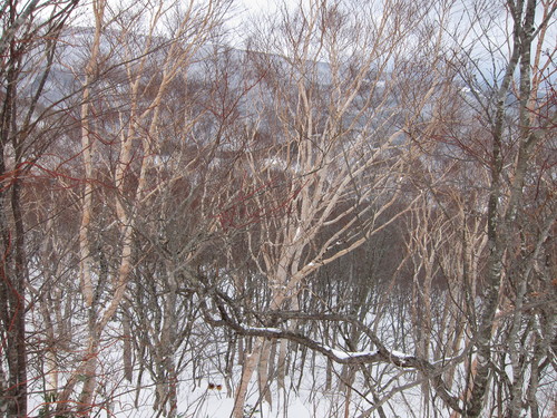 PowerShot S95 SX130 IS撮り比べ _c0166765_21244918.jpg