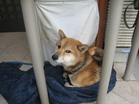 今年もペロッとよろしく_f0205367_14372282.jpg