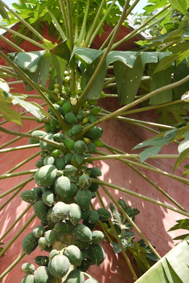 Papaya tree_e0145685_1144986.jpg