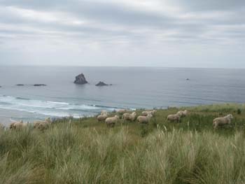 Otago Peninshula / Sandfly Bay_f0177489_10565464.jpg