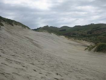 Otago Peninshula / Sandfly Bay_f0177489_10584739.jpg