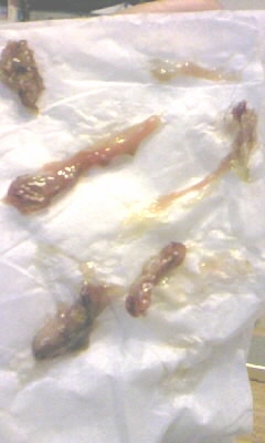 f0081594_1051920.jpg