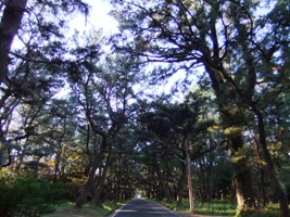 e0198197_1743511.jpg
