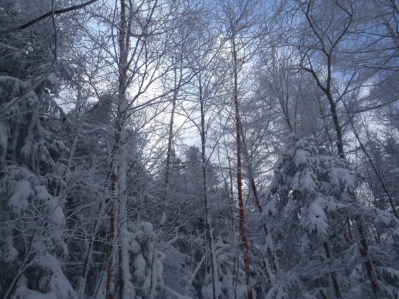 c0147398_129231.jpg