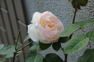 a0123003_213030100.jpg