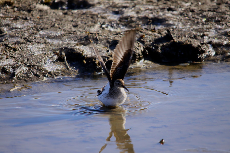 続・田圃の野鳥達（2011年1月7日）_f0235311_14365812.jpg