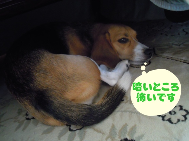 c0166622_2140174.jpg