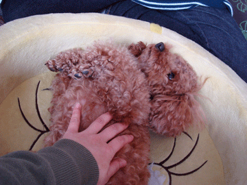 f0232522_101586.gif