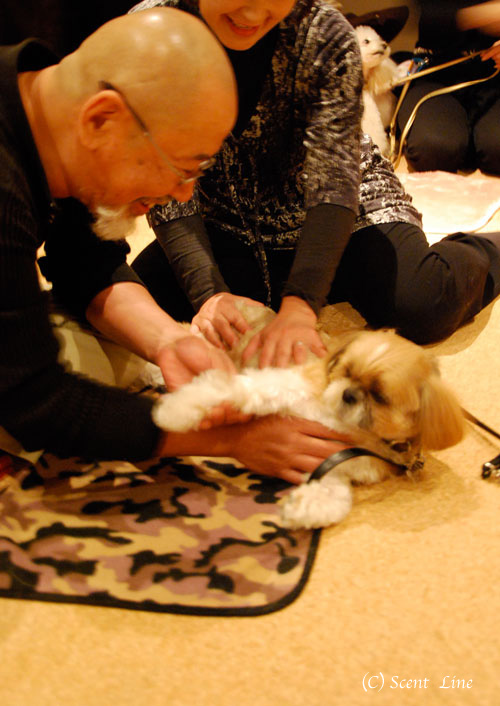 愛犬の為の整体教室予約について_c0099133_12325469.jpg
