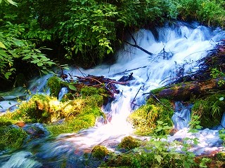 Sacramento River Headwaters_e0198172_100226.jpg