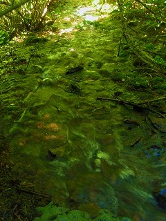 Sacramento River Headwaters_e0198172_10172715.jpg