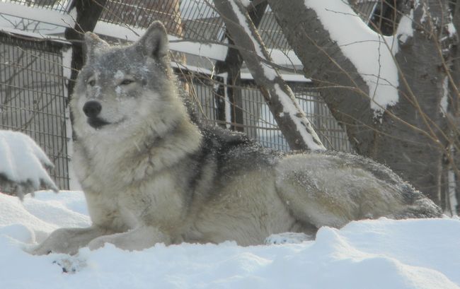 しっぽ狩りするシンリンオオカミ 黄金絹毛鼠 コガネキヌゲネズミ