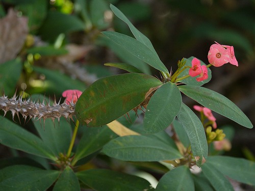 温室の花 ハナキリン シカツノサンゴ 花と葉っぱ