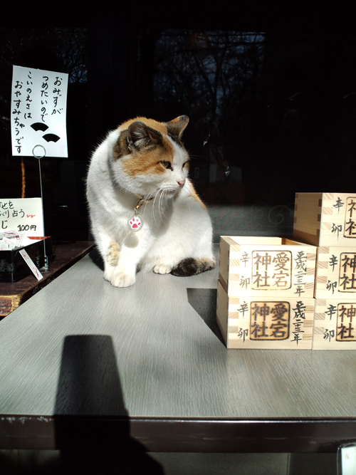 外猫たち】愛宕神社の猫 : 猫と一緒に。