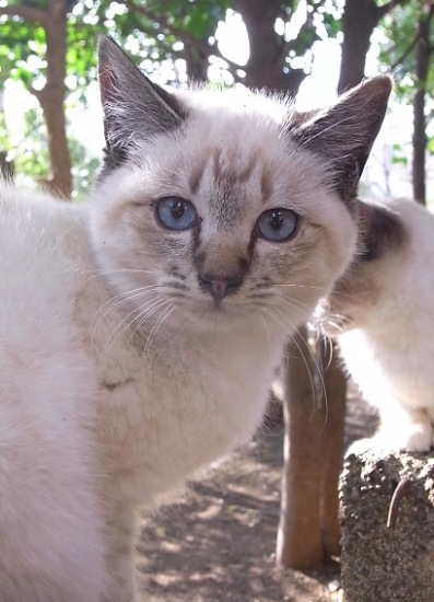 8月生まれの子猫ちゃん_b0167997_2220995.jpg