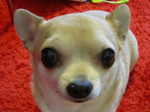 c0192813_1319289.jpg