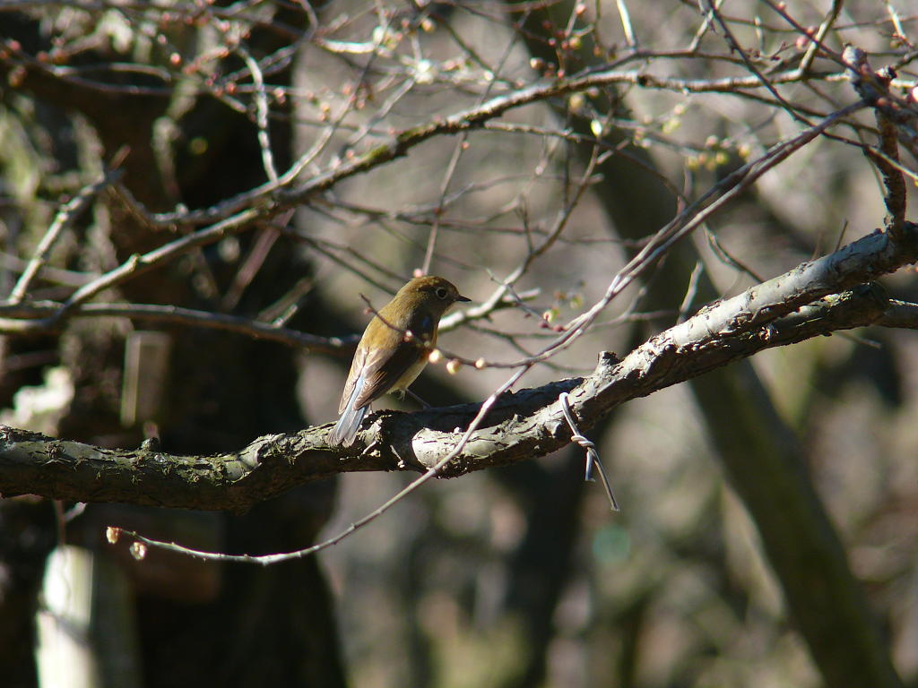 自転車で野鳥～ツグミ～_b0190921_1831285.jpg