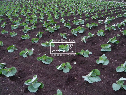 b0160123_19394811.gif