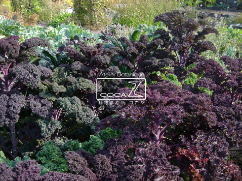 b0160123_19452739.gif