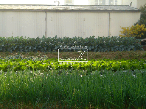b0160123_2041823.gif