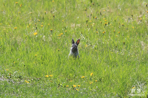 074 Canmore ~うさぎの街~_c0211532_17335955.jpg