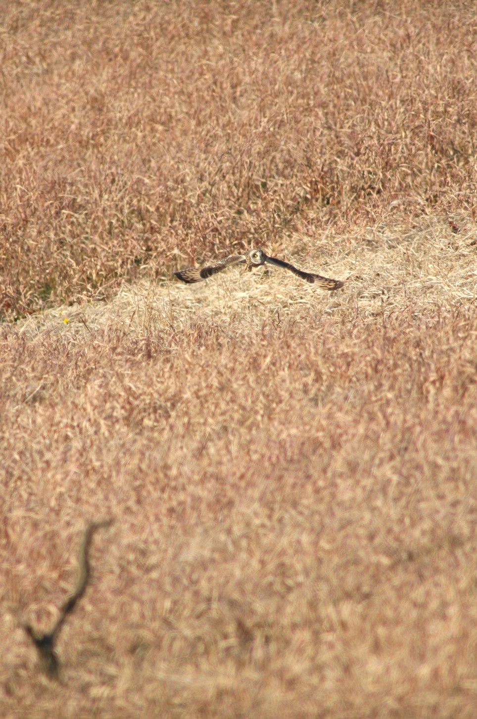 e0154134_3331773.jpg