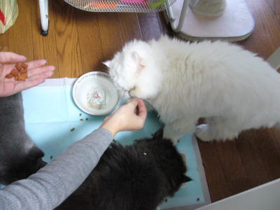 ミイマチック・カフェ_d0152937_21284194.jpg