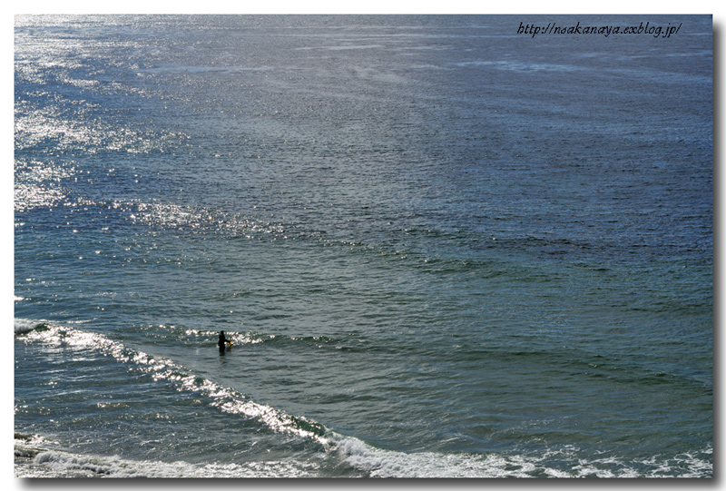 さかなや ”サンディエゴへ行く！１１月２７日 〜Cardiff State Beach〜_d0069838_15151716.jpg