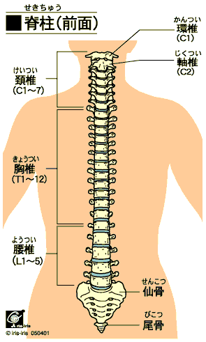 頸椎から見た背骨のゆがみ 〜ある日の施術より〜_e0073240_750956.gif