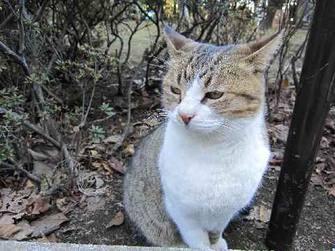 【ユーチューブで見つけた江ノ島の同じ猫さんたち】_b0009849_12591981.jpg