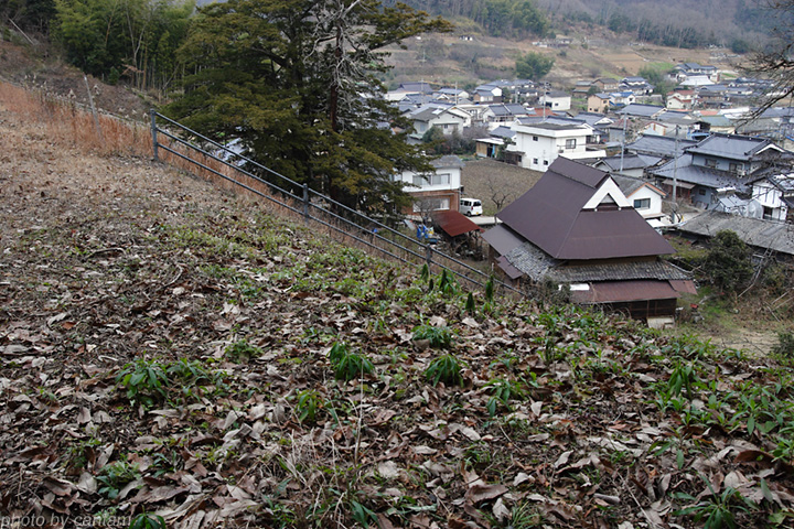 岡山県井原市芳井町 泉谷池_f0091955_1462422.jpg