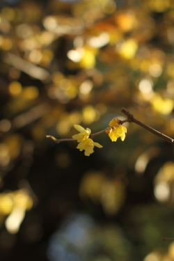 新春の花 - 北鎌倉へ_f0214858_18284362.jpg