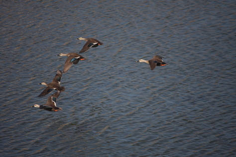 鳥の写真_a0157159_20405382.jpg
