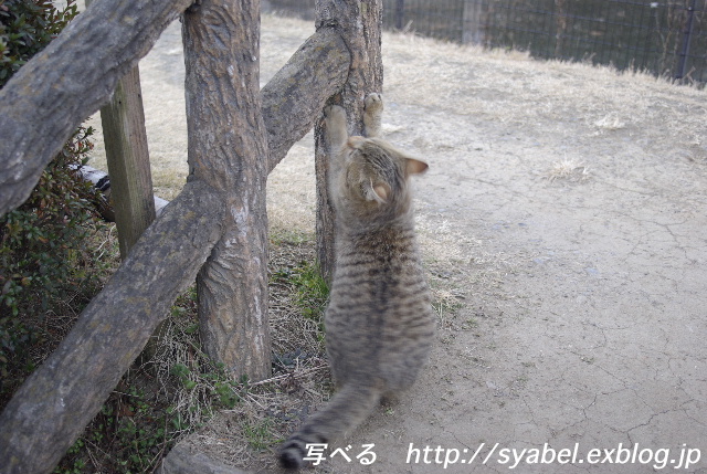 ちびちゃんのブログSCHOPさんと散歩！？ #photo #neko _c0153764_133032.jpg