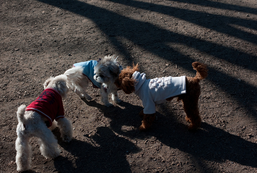 本日の公園_b0188372_15182623.jpg