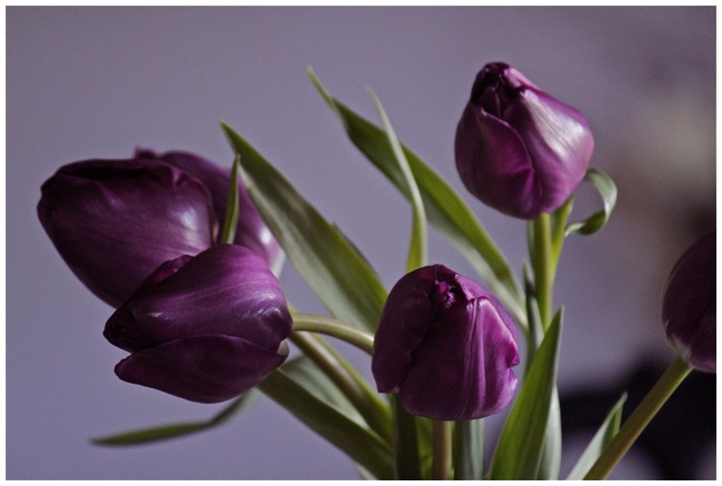 青いターバンの少女 Tulipa Salvage Antiques 青いターバンの少女 Tulipa Salvage Antiques