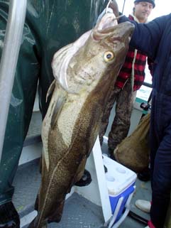 ブロックアイランド沖の鱈釣り始まりました。_f0056476_2121393.jpg