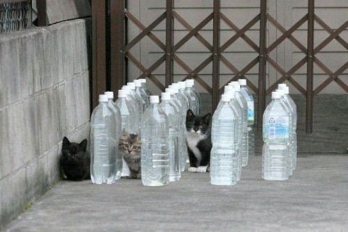 猫避けのはずの水の入ったペットボトルですが Olのつぶやき