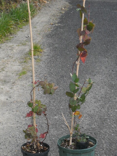 花芽が出来た実生ブラックベリーは常緑 ブルーベリーの育て方 栽培 ブルーベリー ノート Blueberrynote
