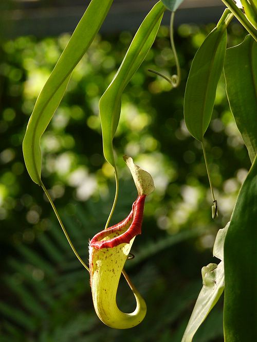 温室の花 完 ネペンテス ミランダ テイキンザクラ エクメア 花と葉っぱ