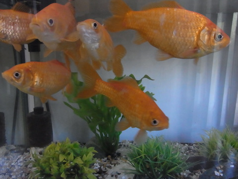 6匹の元気な金魚たち_b0206085_13214582.jpg