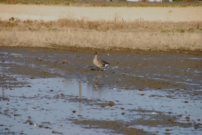 『鳥見／またまた、遭遇しちゃいました！ポタ』 tm-2_a0104495_6515940.jpg