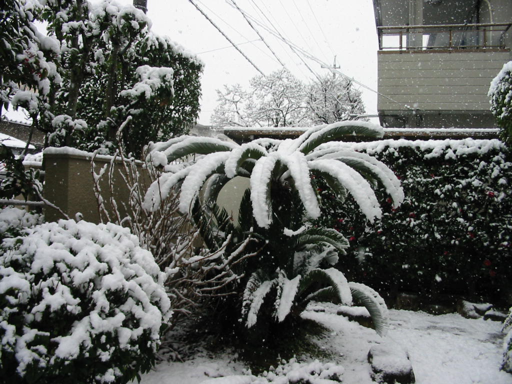 去年は雪のお正月でした。_a0145798_1955619.jpg