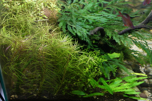 a0183301_00489.jpg